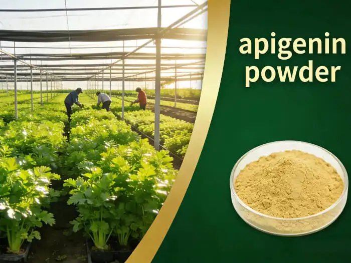 Is Apigenin Powder Effective for Brain Health and Cognition?